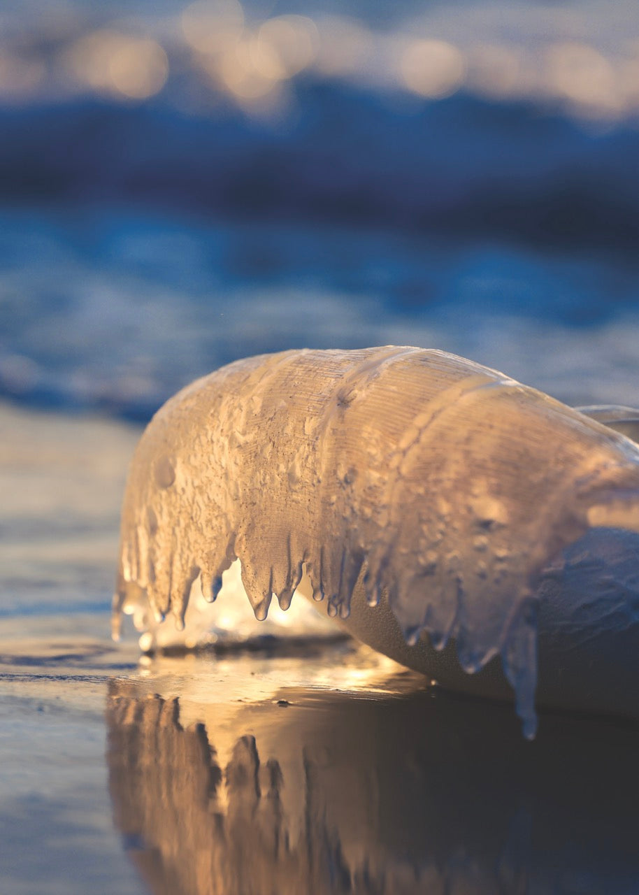 מדוזה בשקיעה | Jellyfish at Sunset