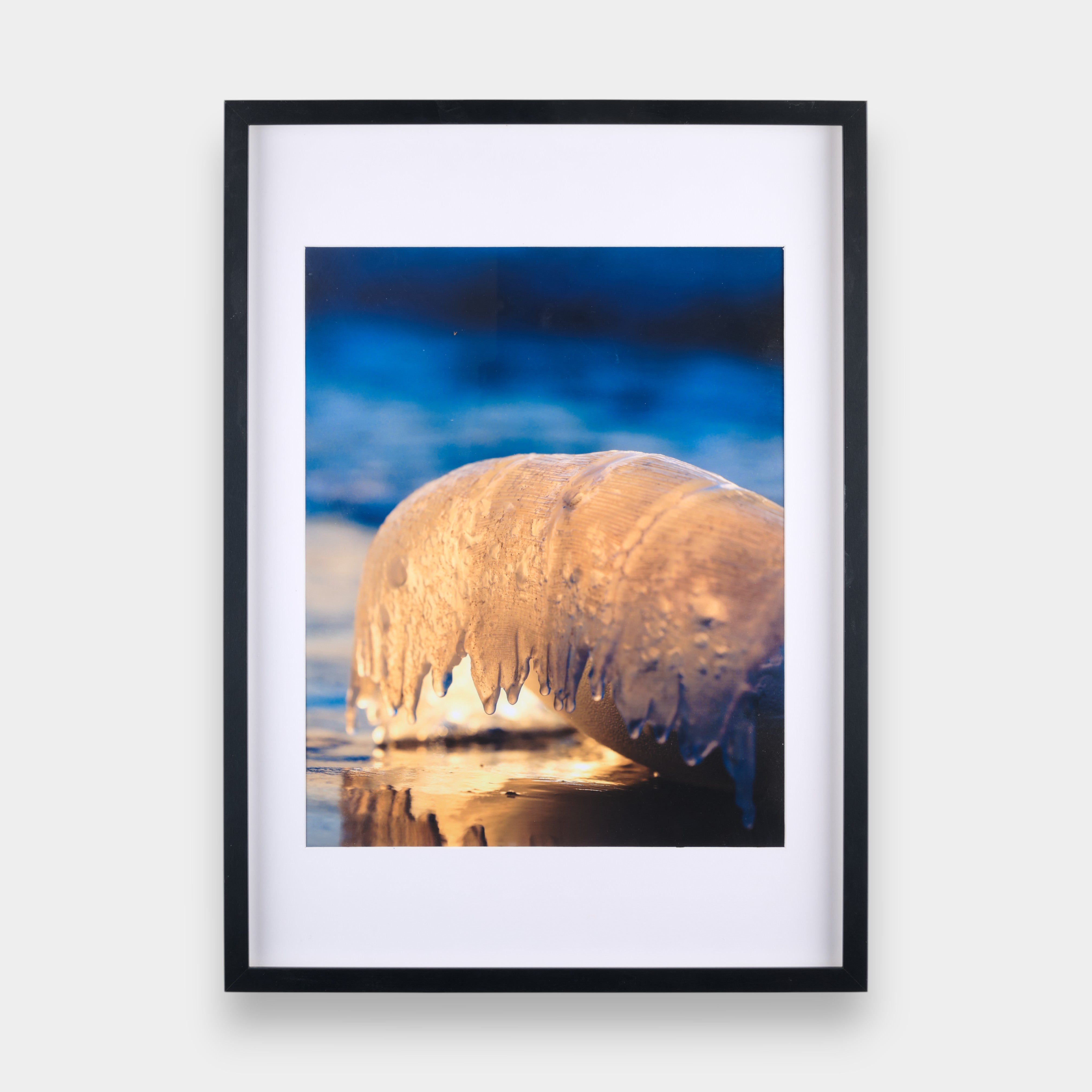 מדוזה בשקיעה | Jellyfish at Sunset